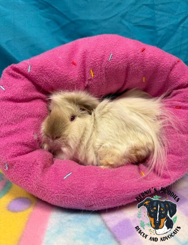 Enlarge Boo, an adopted Guinea Pig in Huntington, WV image 3/4
