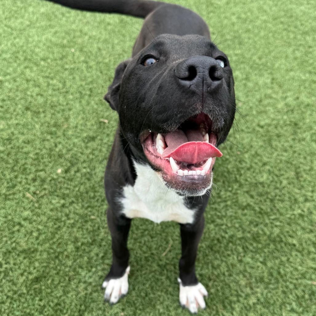 Enlarge Ares, a Adoptable Pit Bull Terrier in Blaine, MN image 2/6