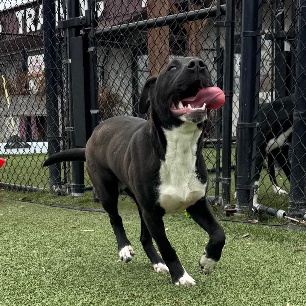 Enlarge Ares, a Adoptable Pit Bull Terrier in Blaine, MN image 3/6