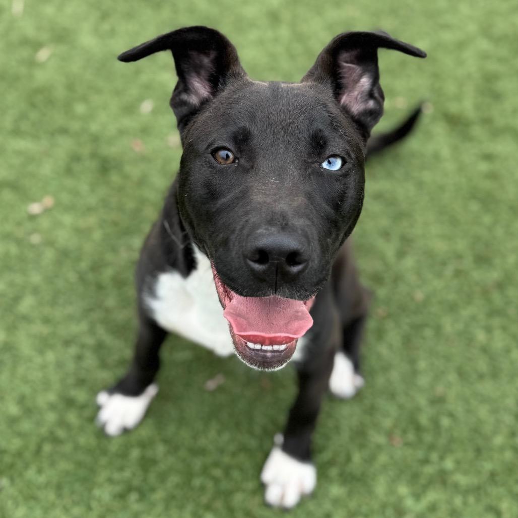 Enlarge Ares, a Adoptable Pit Bull Terrier in Blaine, MN image 4/6