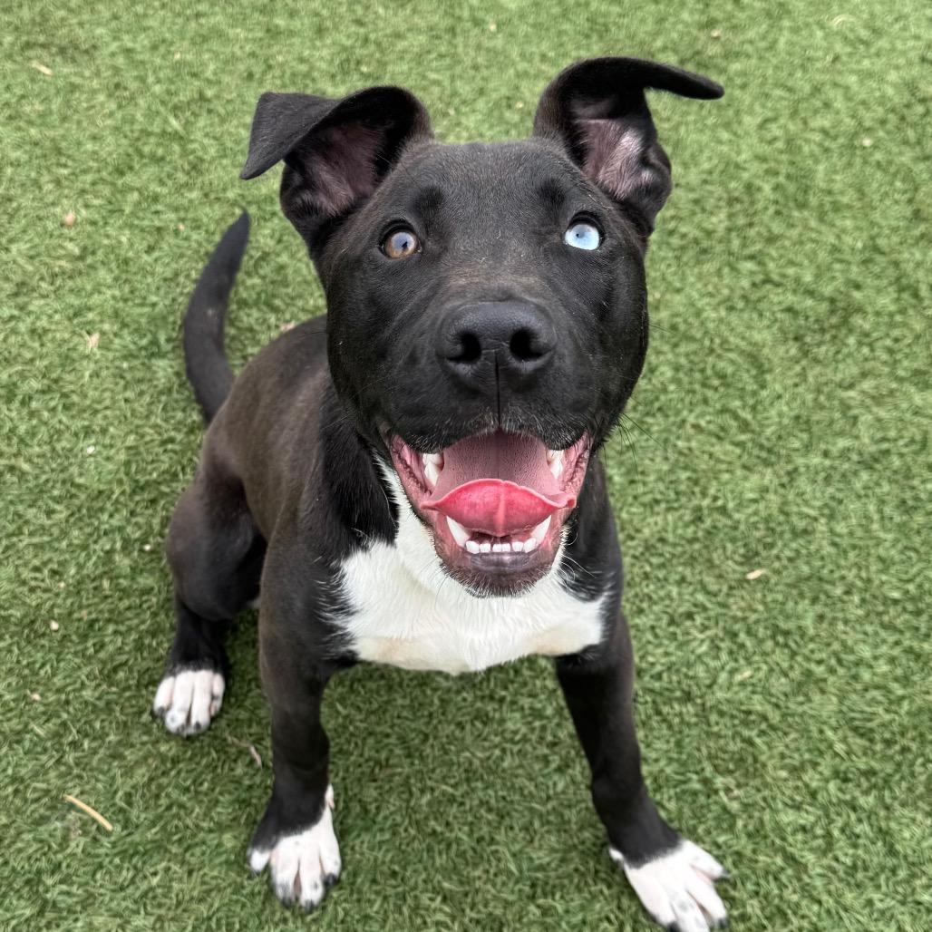 Enlarge Ares, a Adoptable Pit Bull Terrier in Blaine, MN image 5/6