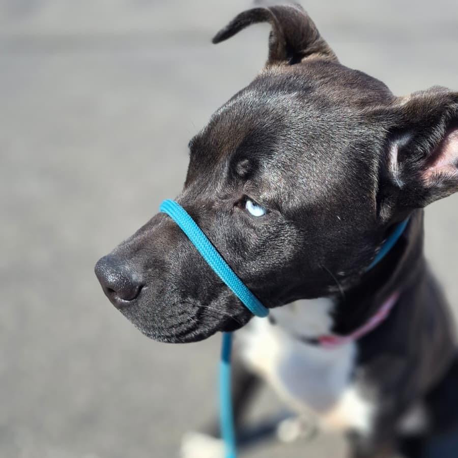 Enlarge Ares, a Adoptable Pit Bull Terrier in Blaine, MN image 6/6