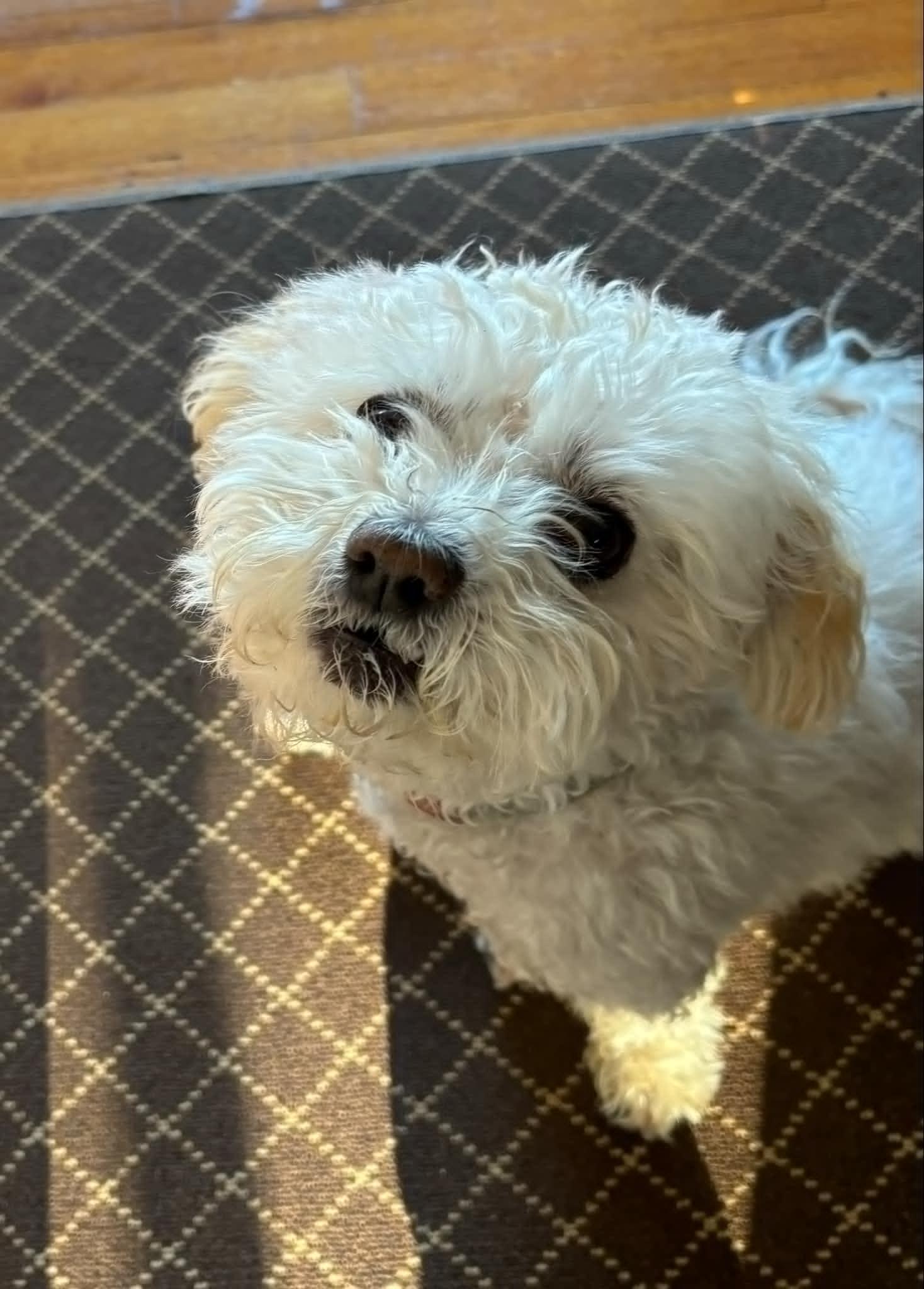 Enlarge Tina, a Adopted mixed breed in Glastonbury, CT image 3/5