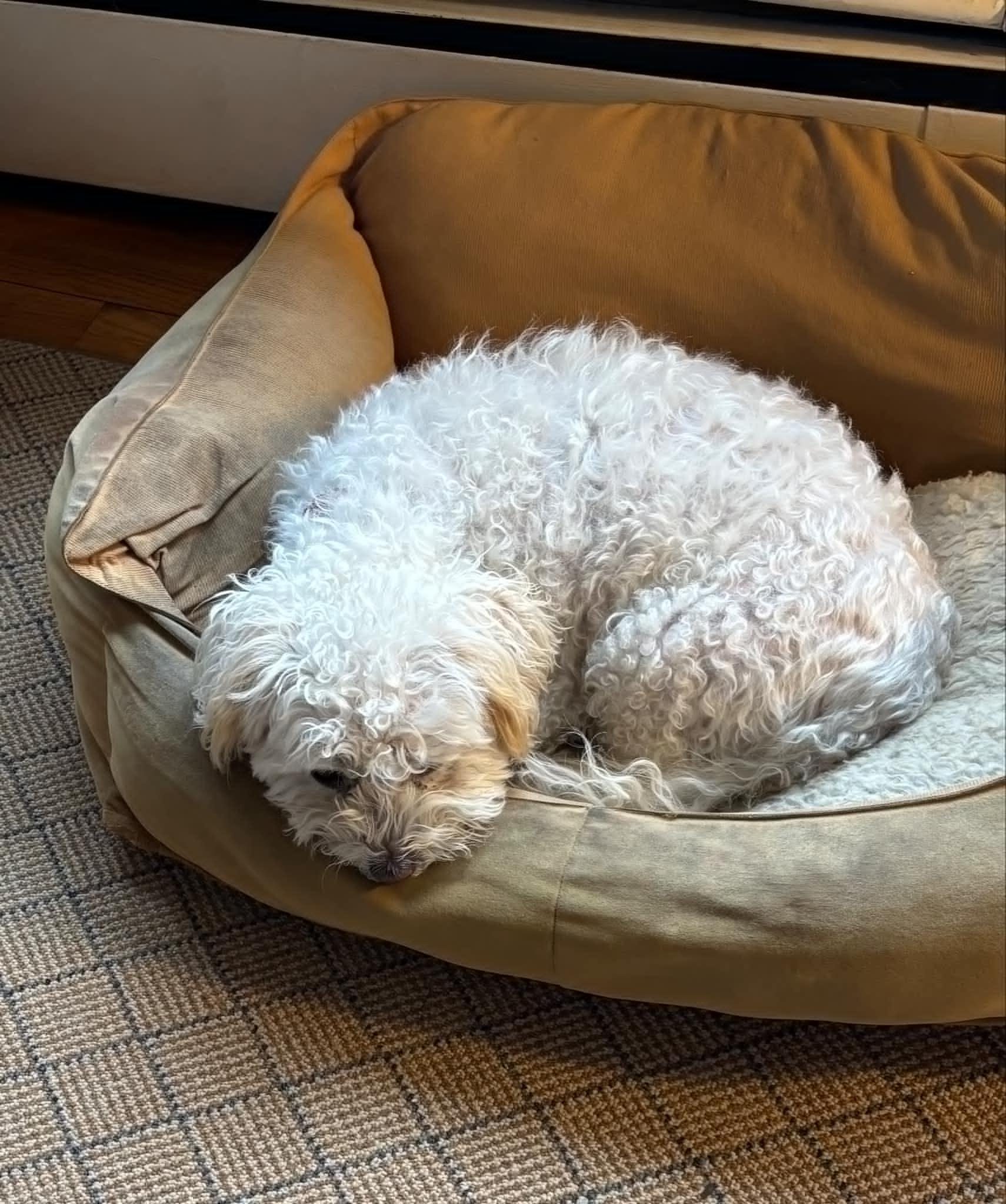 Enlarge Tina, a Adopted mixed breed in Glastonbury, CT image 4/5