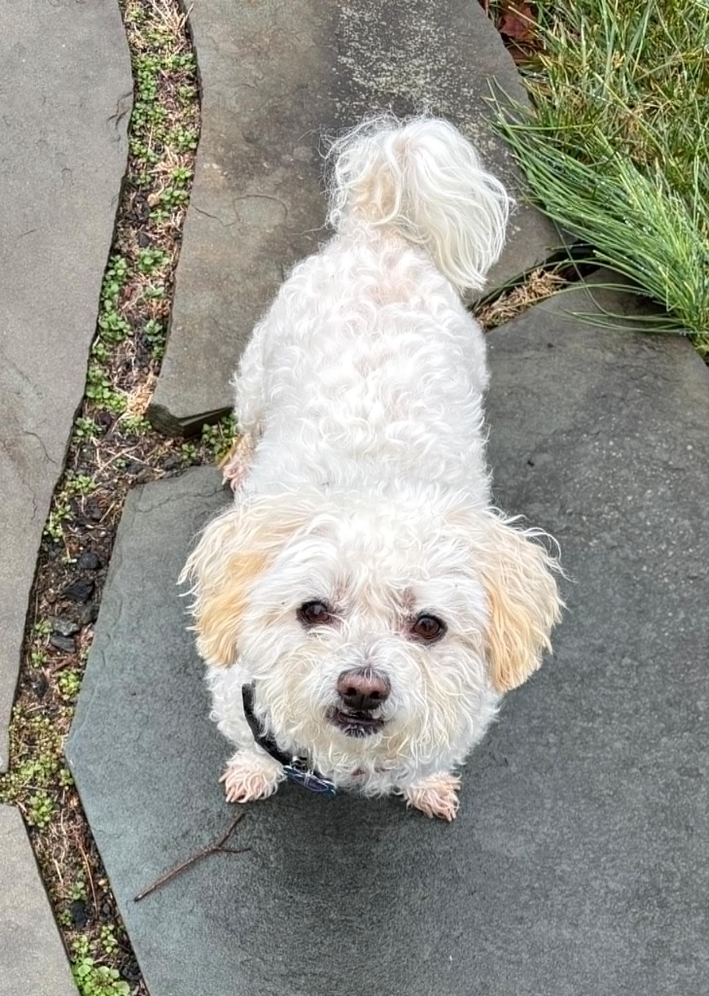 Tina, Adopted, Adult Female Maltese.