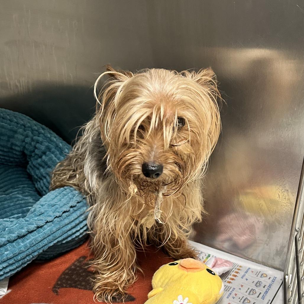 Enlarge Biggie, a ADOPTABLE Yorkshire Terrier in Kansas City, KS image 1/1
