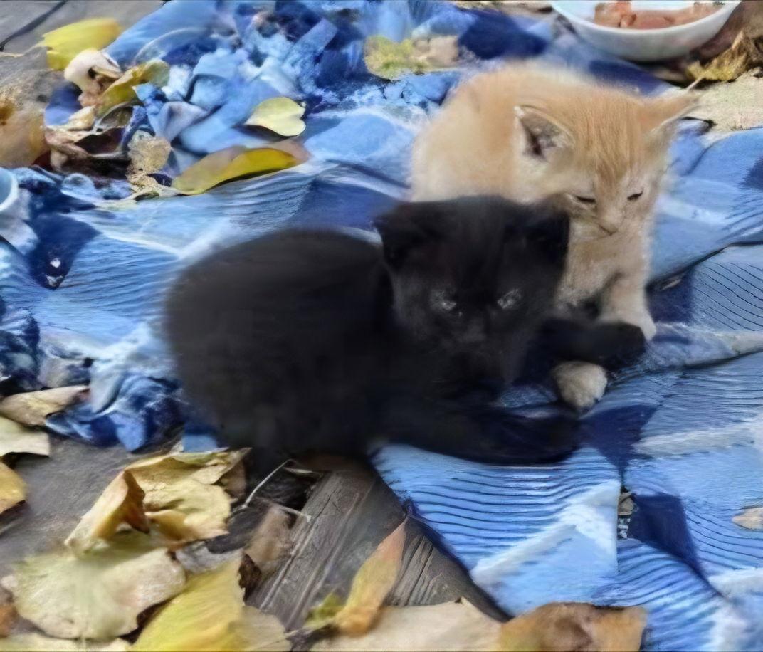 Enlarge Java C4755 (Bonded to Tweety C4754), a Adopted Domestic Medium Hair in minneapolis, MN image 1/1