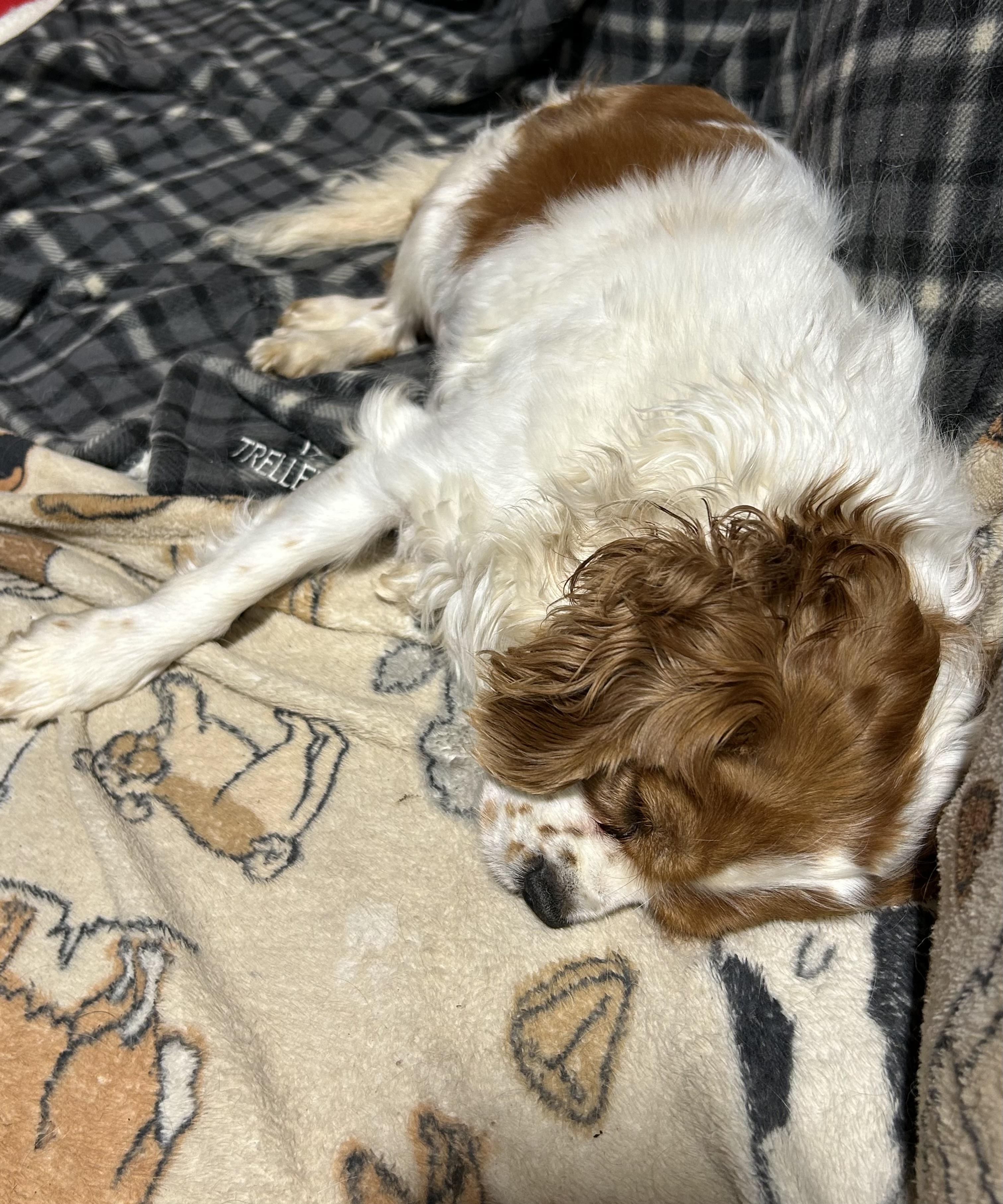 Couch Katie, a Adoptable Cavalier King Charles Spaniel in Antwerp, OH image 4/6
