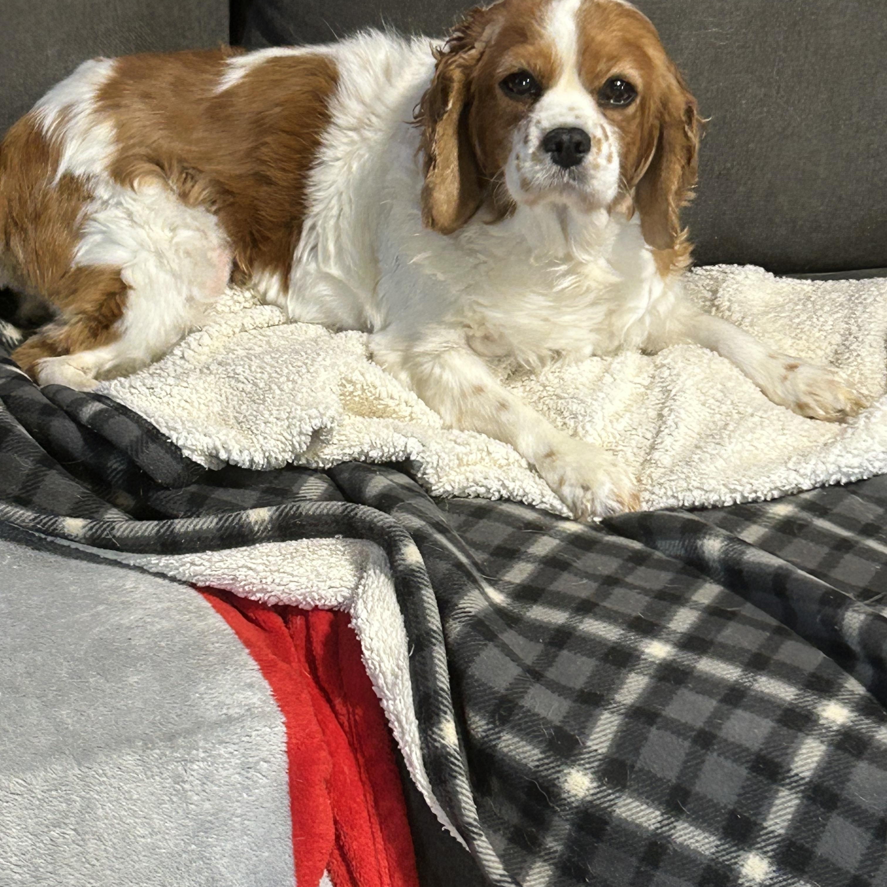 Couch Katie, a Adoptable Cavalier King Charles Spaniel in Antwerp, OH image 3/6