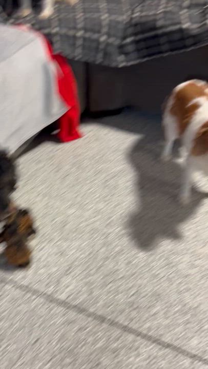 Enlarge Couch Katie, a Adoptable Cavalier King Charles Spaniel in Antwerp, OH video 1/6