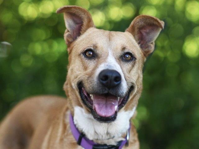 CASEY, Adoptable, Adult Female Carolina Dog.
