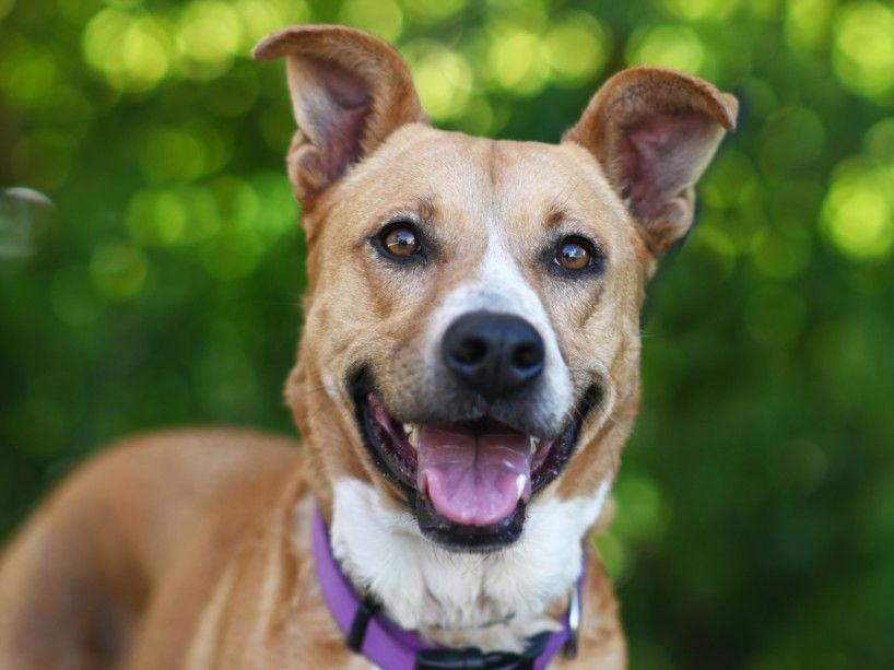 CASEY, Adoptable, Senior Female Carolina Dog.