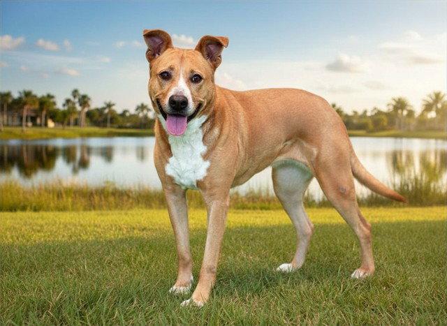 Enlarge CASEY, a Adoptable Carolina Dog in Tavares, FL image 1/1