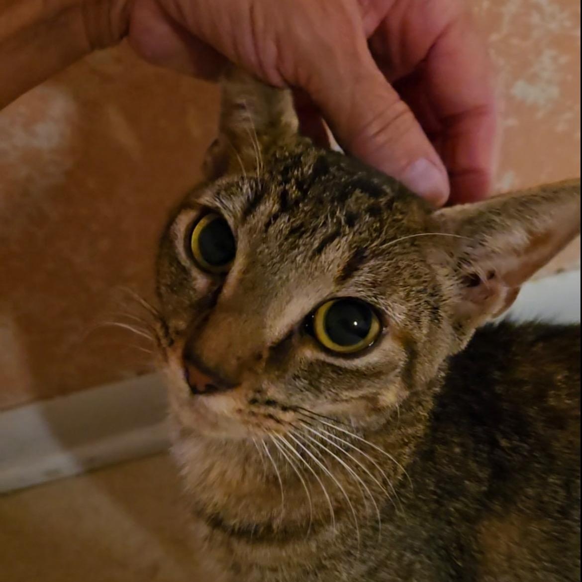 Sloan — thumbnail 2