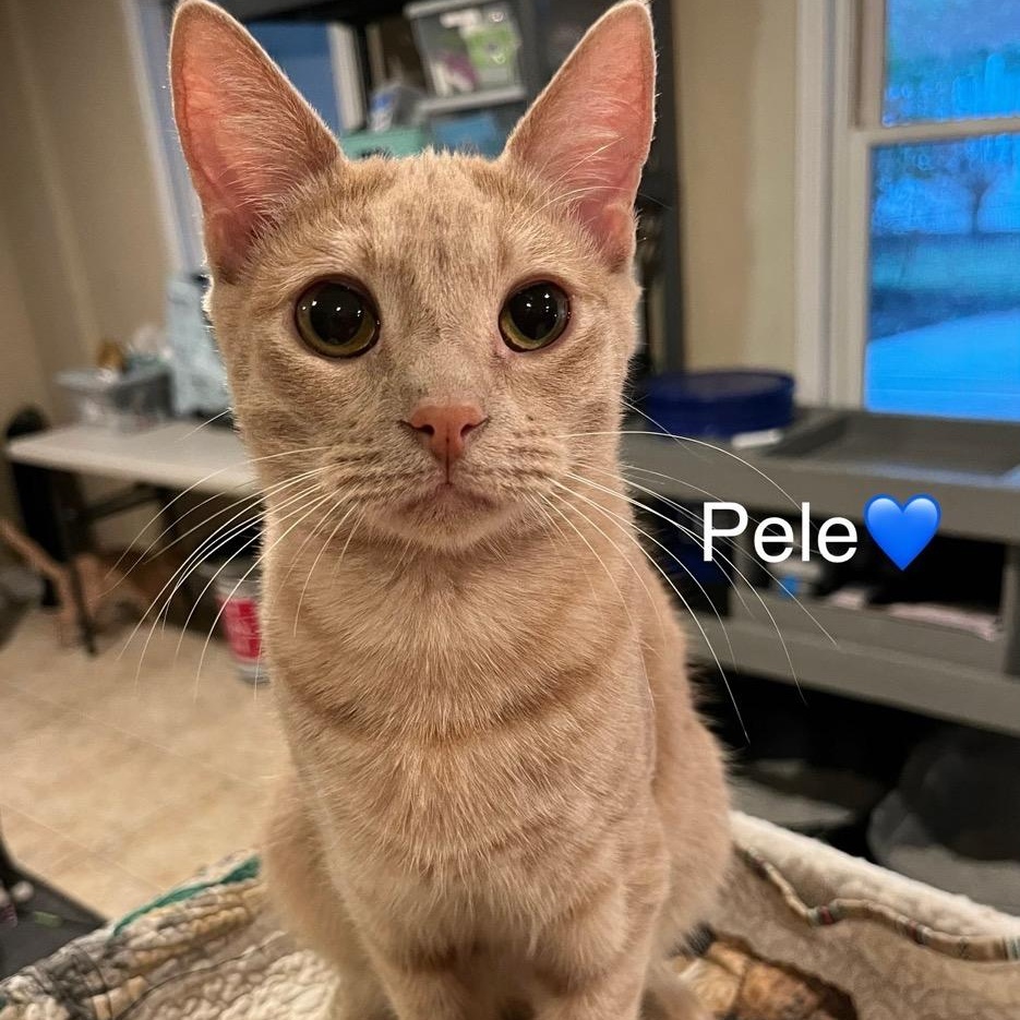 Pele