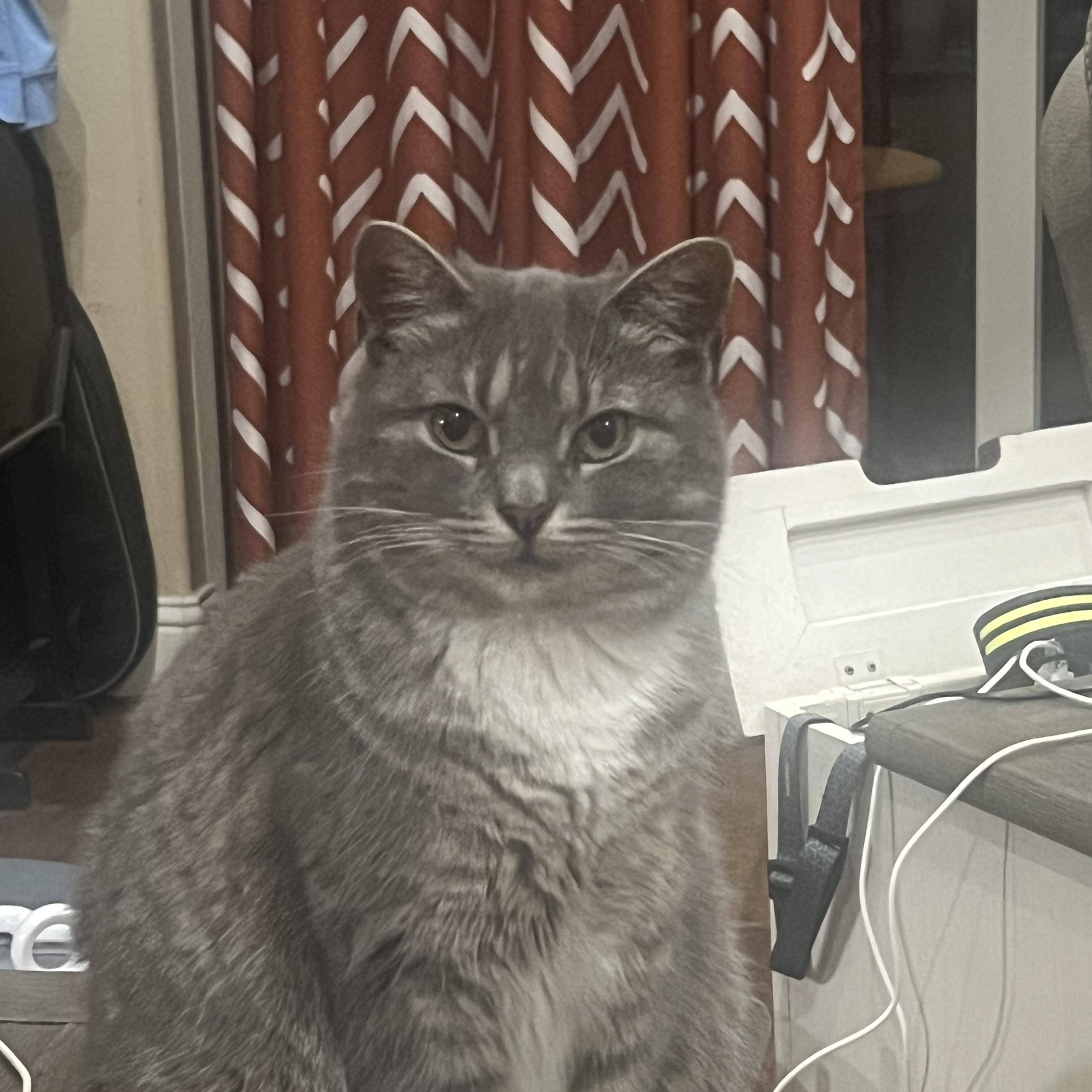 Mavis, adopted, Adult Female American Shorthair.