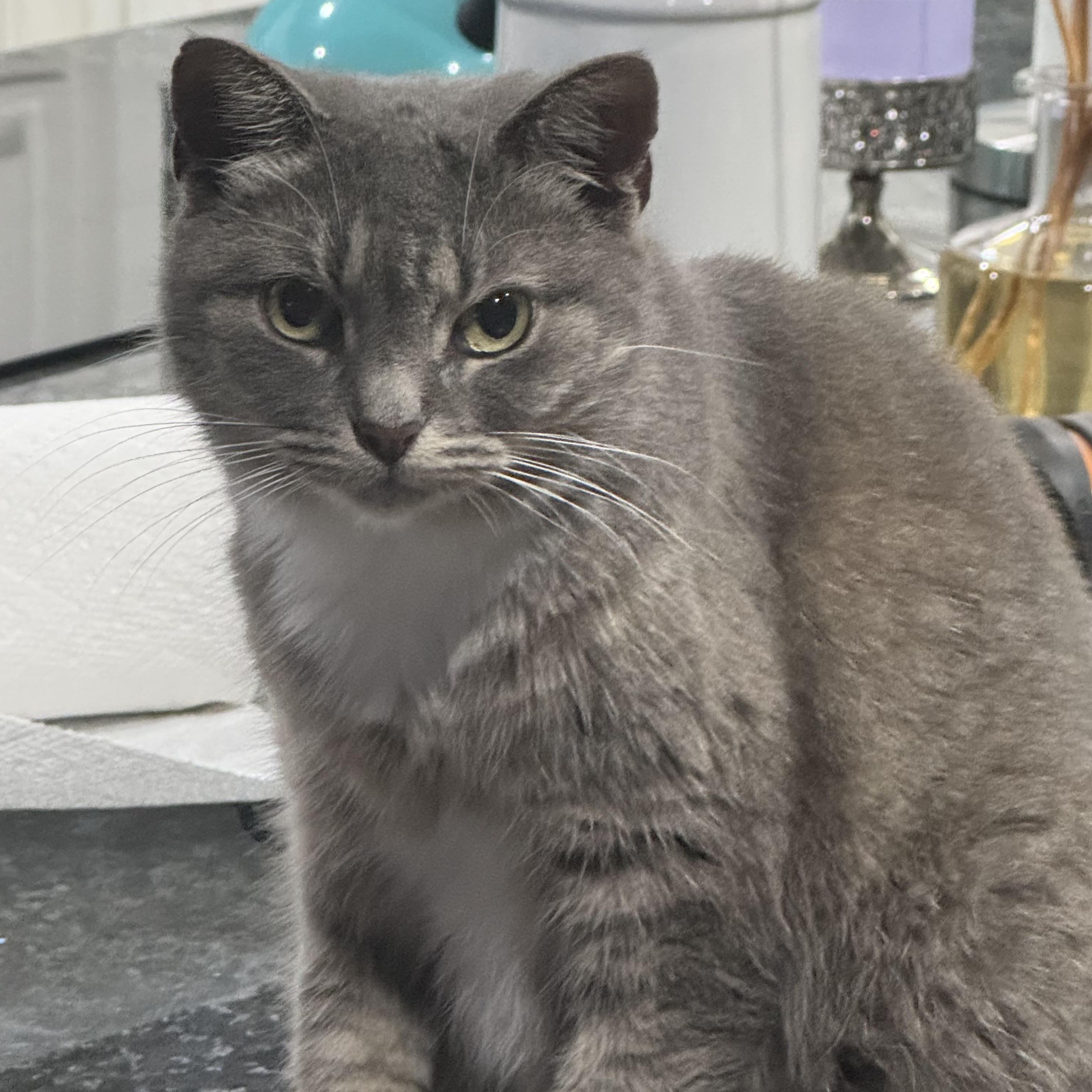 Enlarge Mavis, an adopted mixed breed in Springtown, TX image 2/3