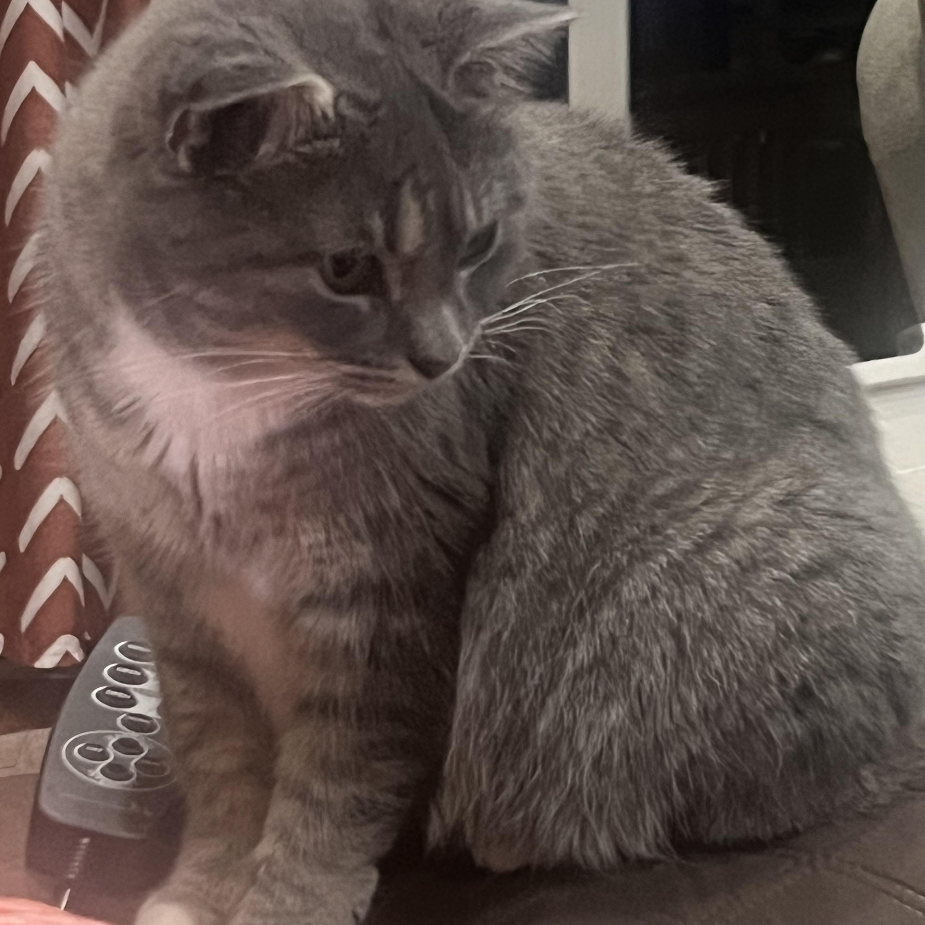 Enlarge Mavis, an adopted mixed breed in Springtown, TX image 3/3