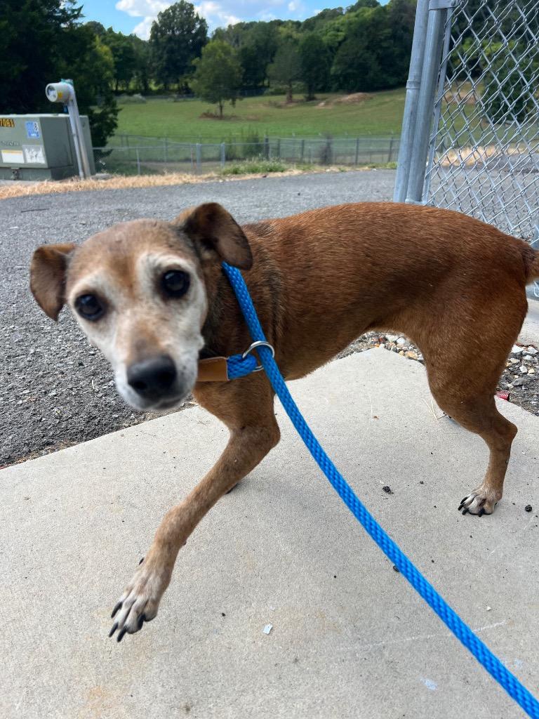 Bessie, Adoptable, Senior Female Chihuahua & Affenpinscher.