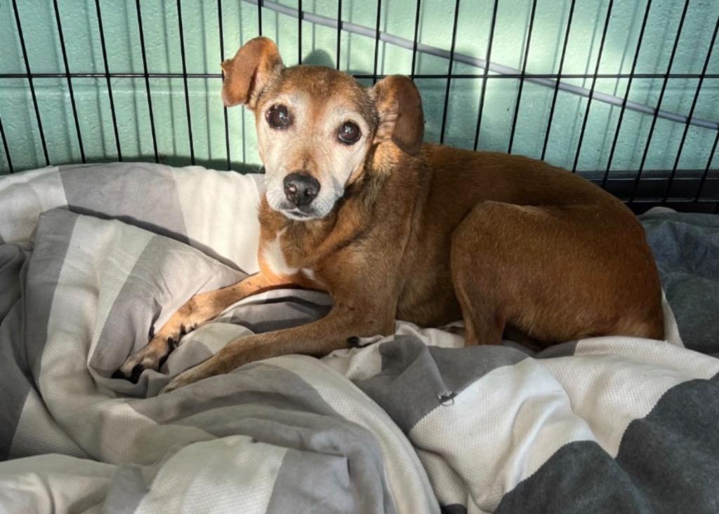 Enlarge Bessie, a Adoptable mixed breed in Chickamauga , GA image 2/2