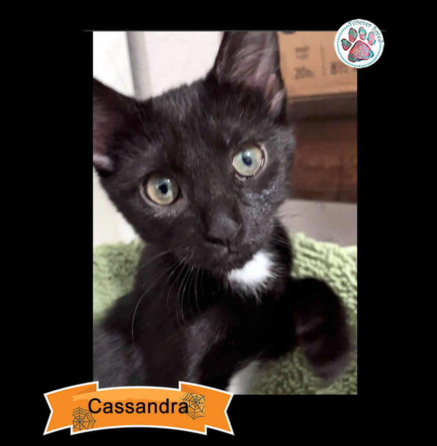 Enlarge Cassandra, a Adoptable Domestic Short Hair in Miami, FL image 5/6