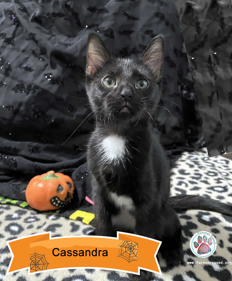 Enlarge Cassandra, a Adoptable Domestic Short Hair in Miami, FL image 1/6