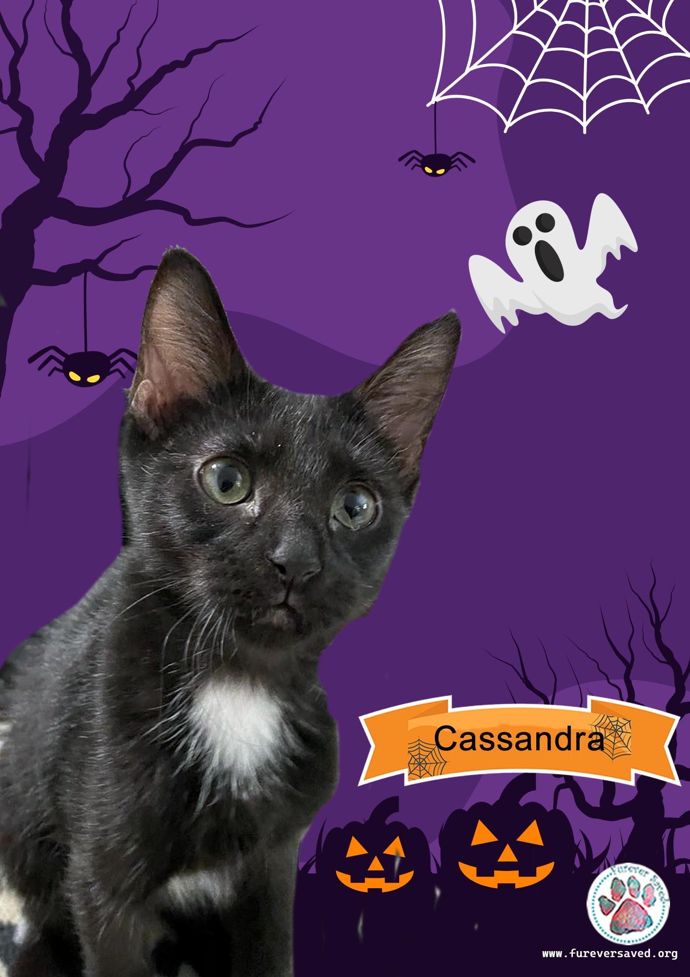 Enlarge Cassandra, a Adoptable Domestic Short Hair in Miami, FL image 3/6
