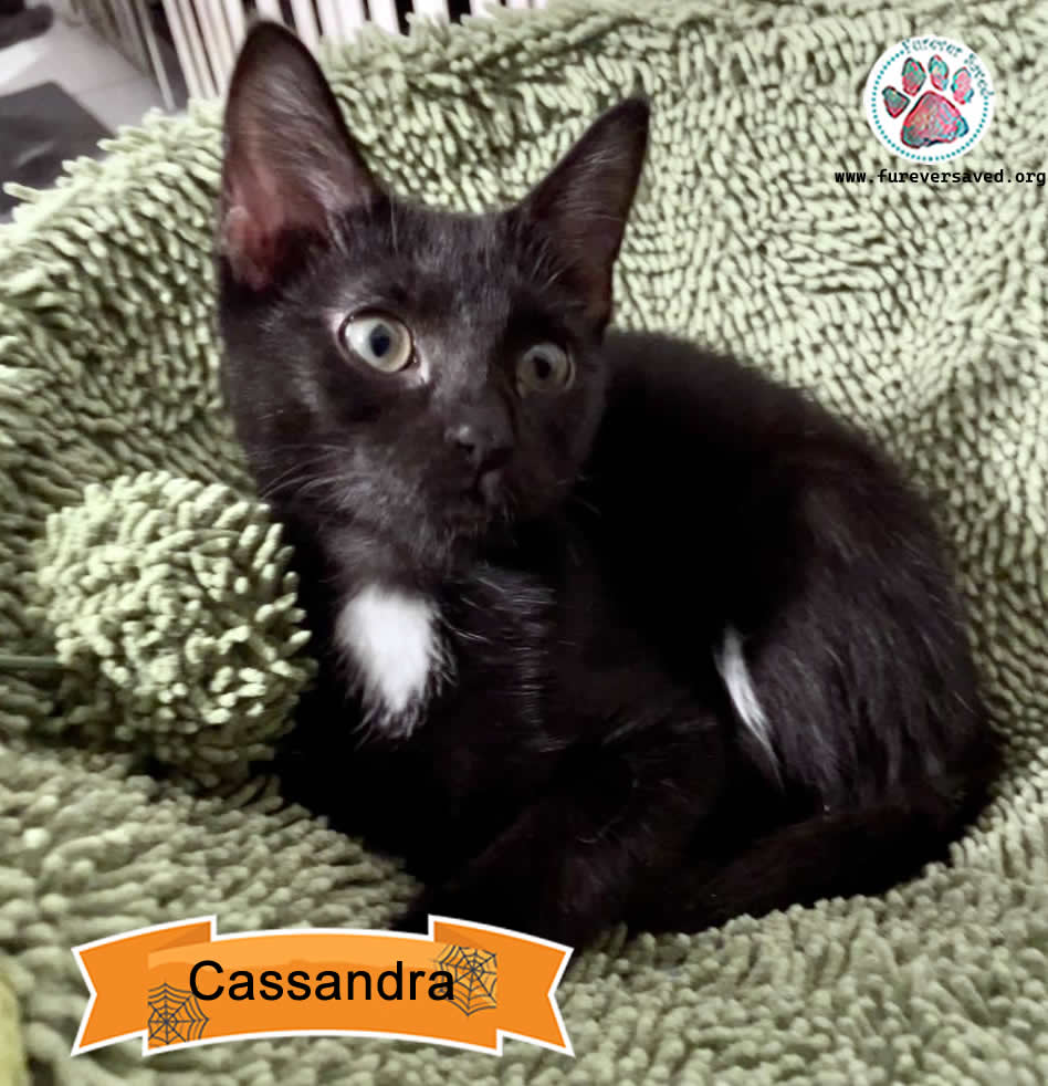Enlarge Cassandra, a Adoptable Domestic Short Hair in Miami, FL image 2/6