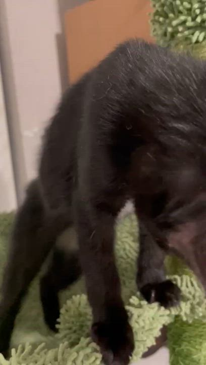 Enlarge Cassandra, a Adoptable Domestic Short Hair in Miami, FL video 6/6