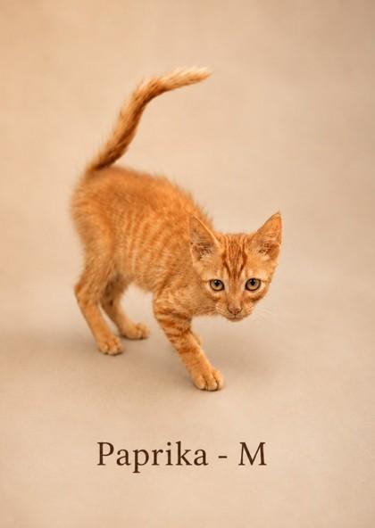 Enlarge Paprika, a Adoptable mixed breed in Guntersville, AL image 1/1