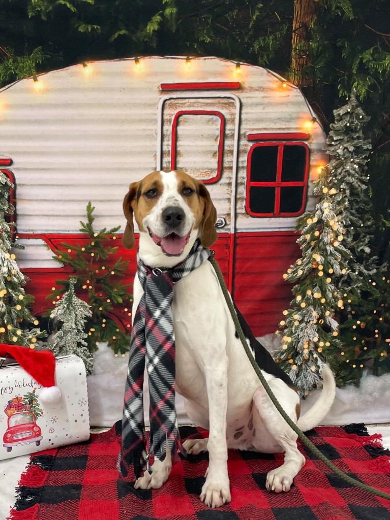 Ricky, Adoptable, Adult Male Treeing Walker Coonhound.