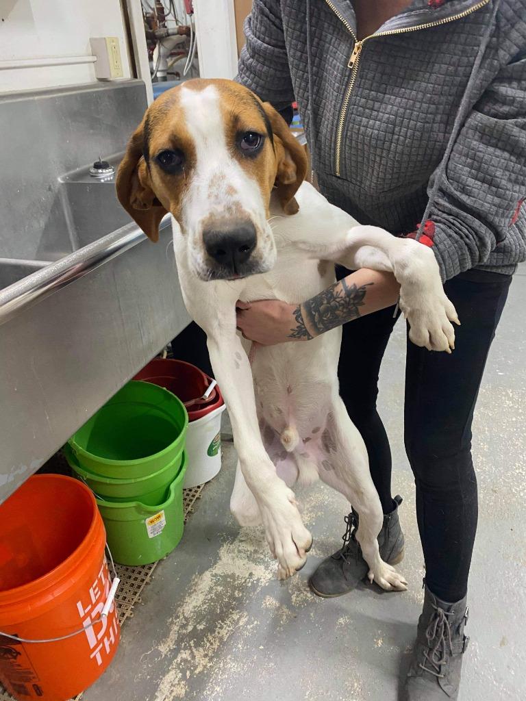 Enlarge Ricky, a Adoptable Treeing Walker Coonhound in Glenfield, NY image 3/6