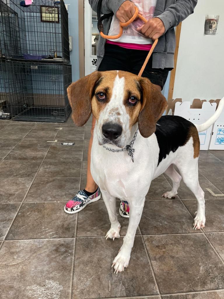 Enlarge Ricky, a Adoptable Treeing Walker Coonhound in Glenfield, NY image 4/6