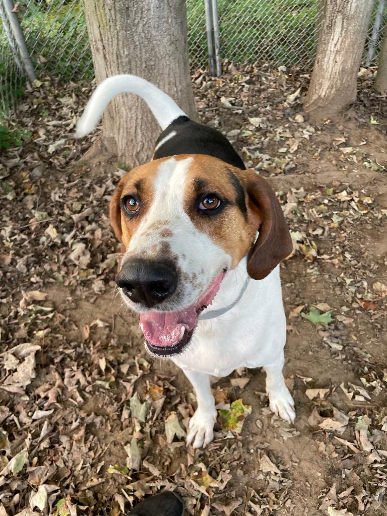 Enlarge Ricky, a Adoptable Treeing Walker Coonhound in Glenfield, NY image 1/6