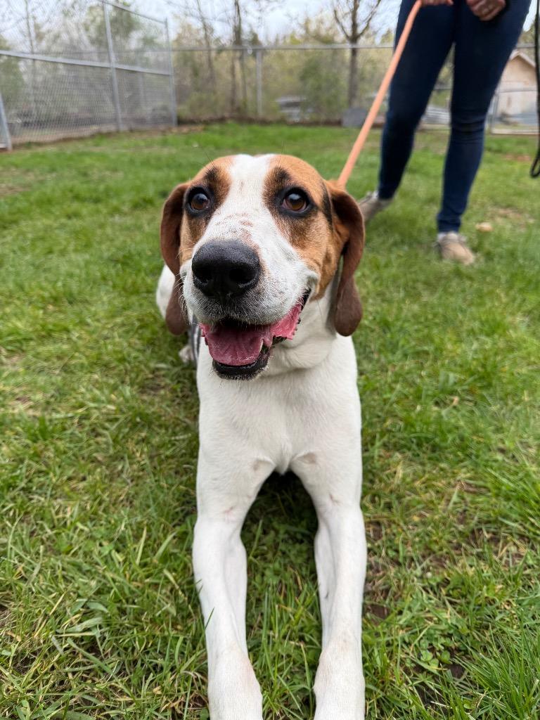 Ricky, a Adoptable Treeing Walker Coonhound in Glenfield, NY image 6/6