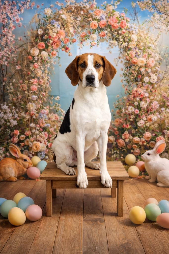 Enlarge Ricky, a Adoptable Treeing Walker Coonhound in Glenfield, NY image 6/6