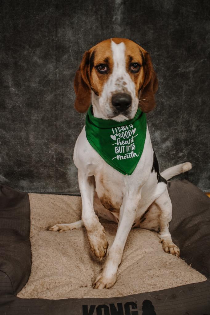Ricky, a Adoptable Treeing Walker Coonhound in Glenfield, NY image 4/6