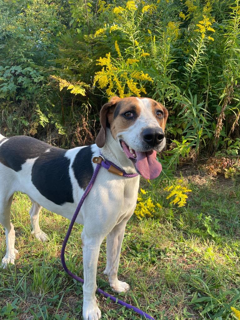 Ricky, a Adoptable Treeing Walker Coonhound in Glenfield, NY image 5/6
