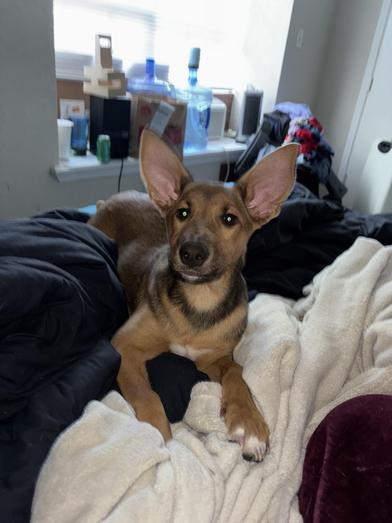 Dog for adoption Shelby a Cattle Dog Shepherd Mix in LATHAM NY