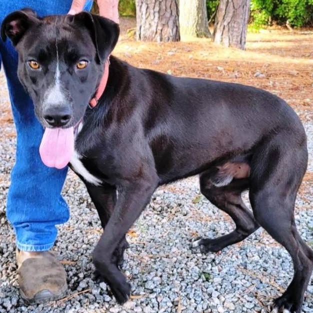 Champ *Courtesy post*, a Adoptable mixed breed in Chesapeake, VA image 2/3
