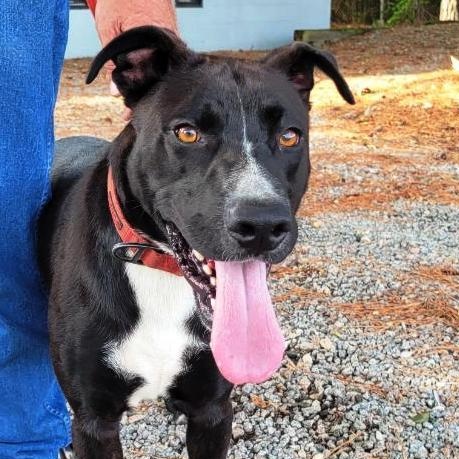 Champ *Courtesy post*, a Adoptable mixed breed in Chesapeake, VA image 1/3