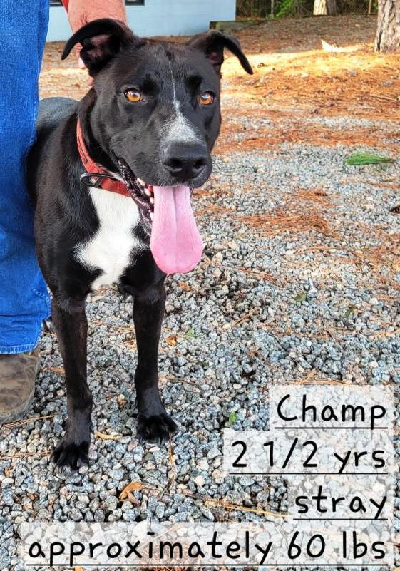 Champ *Courtesy post* 3