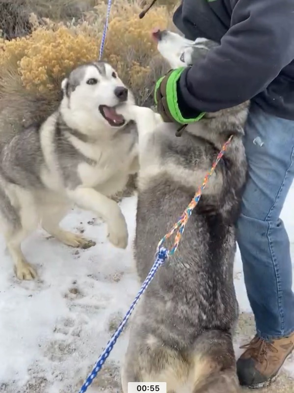 Enlarge Lobo, a Adoptable Husky in San Luis, CO image 3/4