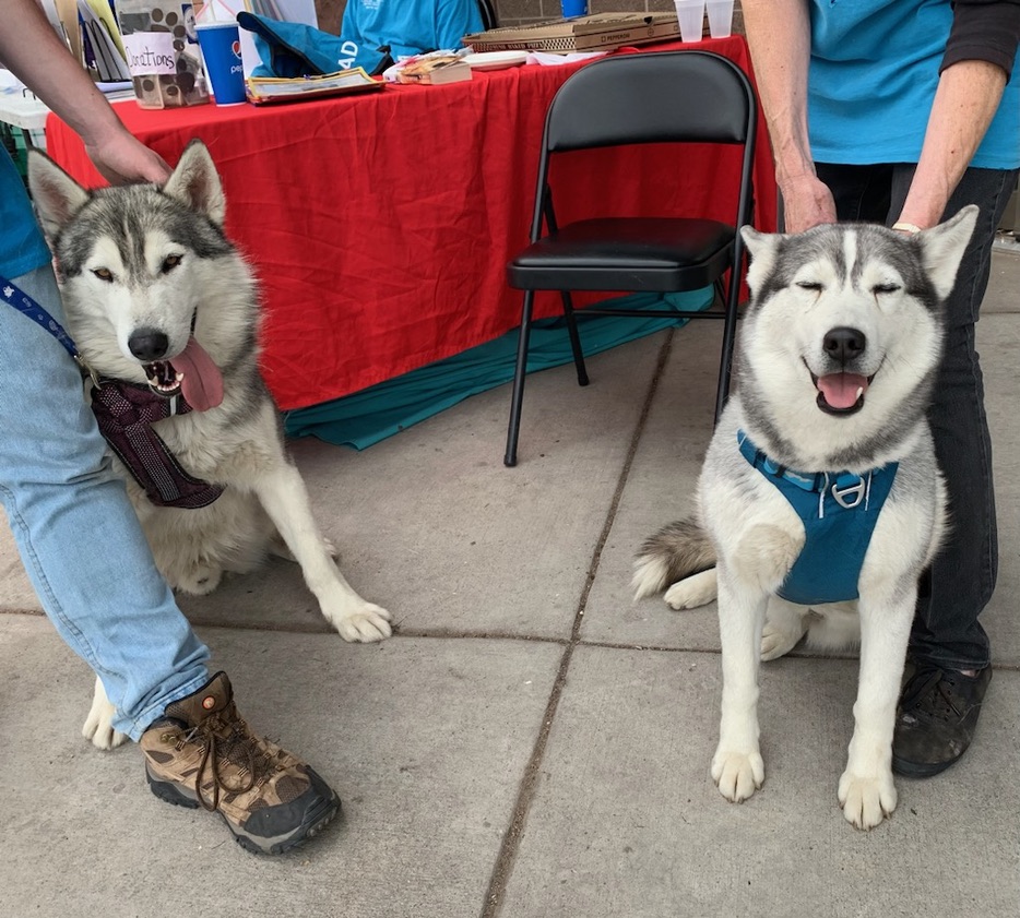 Enlarge Lobo, a Adoptable Husky in San Luis, CO image 4/4