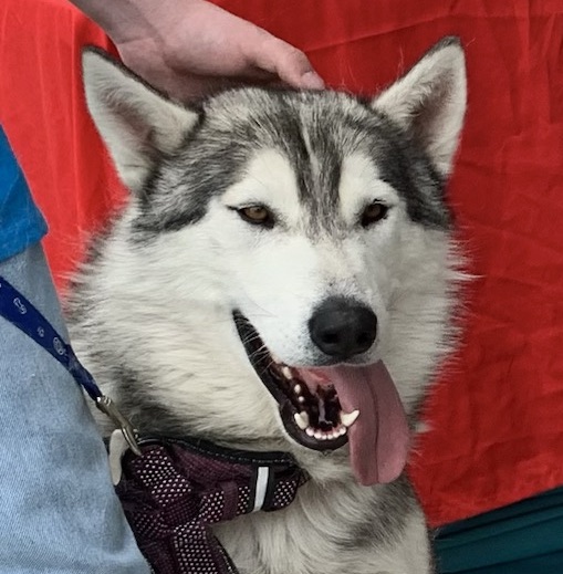 Enlarge Lobo, a Adoptable Husky in San Luis, CO image 1/4