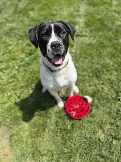 Max, Adoptable, Adult Male Mixed Breed & Mixed Breed.