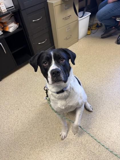 Max, a Adoptable mixed breed in Harbor Springs, MI image 2/3