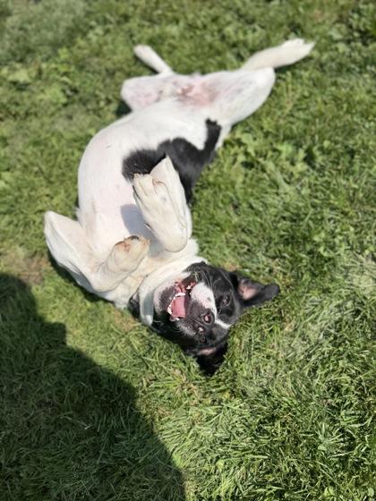 Max, a Adoptable mixed breed in Harbor Springs, MI image 3/3