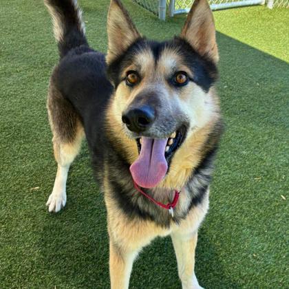 Enlarge Buddha, a Adoptable mixed breed in Gastonia, NC image 1/3