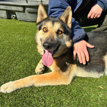 Enlarge Buddha, a Adoptable mixed breed in Gastonia, NC image 2/3
